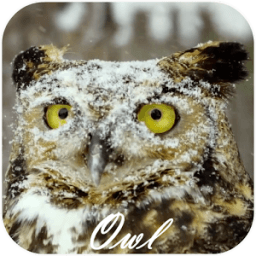 ikon Owl Video Live Wallpaper