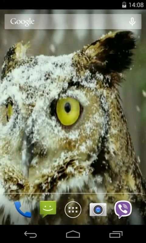 Owl Video Live Wallpaper screenshot 2