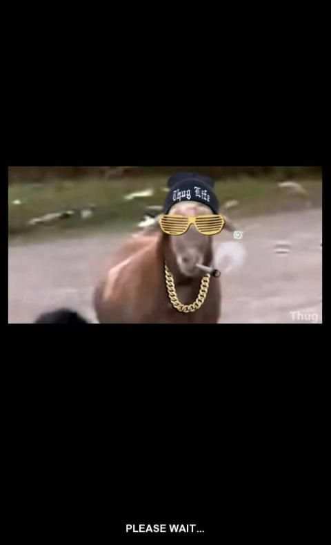 Animal Thug Life screenshot 5