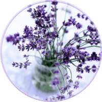 Lavender Wallpaper HD