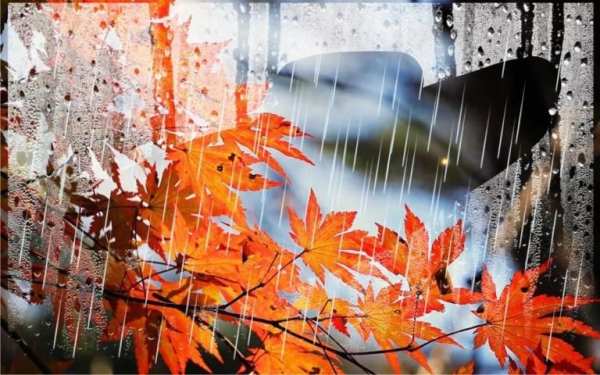 Autumn Rain LWP screenshot 3