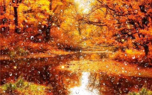 Autumn Rain LWP screenshot 1