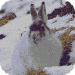 Snow Bunny Live Wallpaper icon