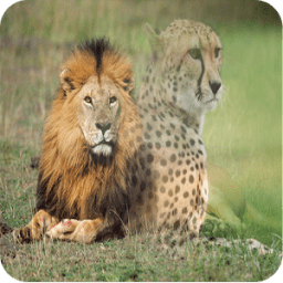 وصفات سحرية وطبية icon