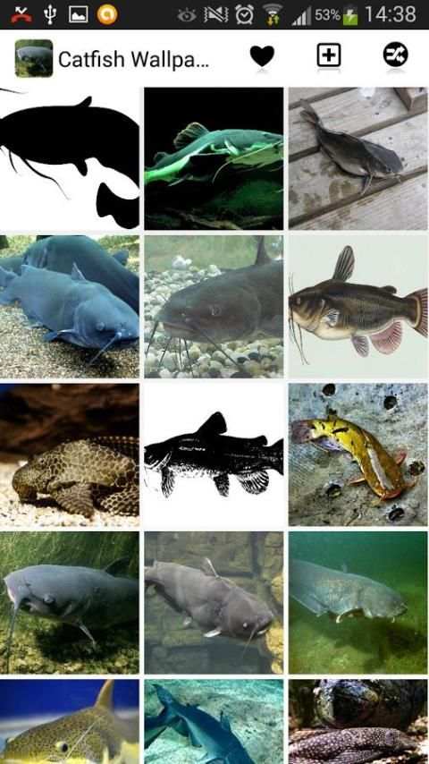 Catfish Wallpapers 3 تصوير الشاشة