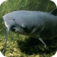 Catfish Wallpapers