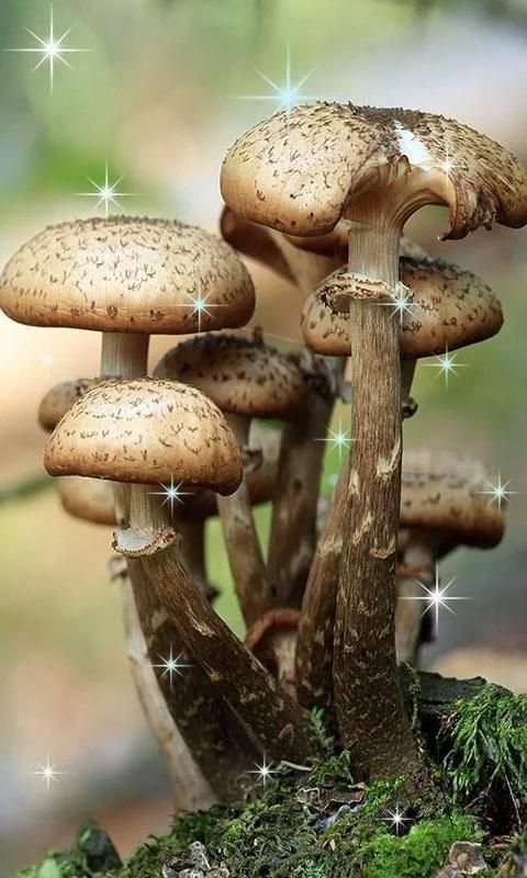 3D Mashroom Live Wallpaper скриншот 4