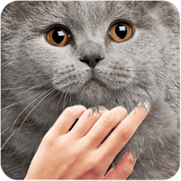 ikon Pat the Cuty Cat