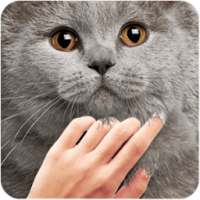 Pat the Cuty Cat