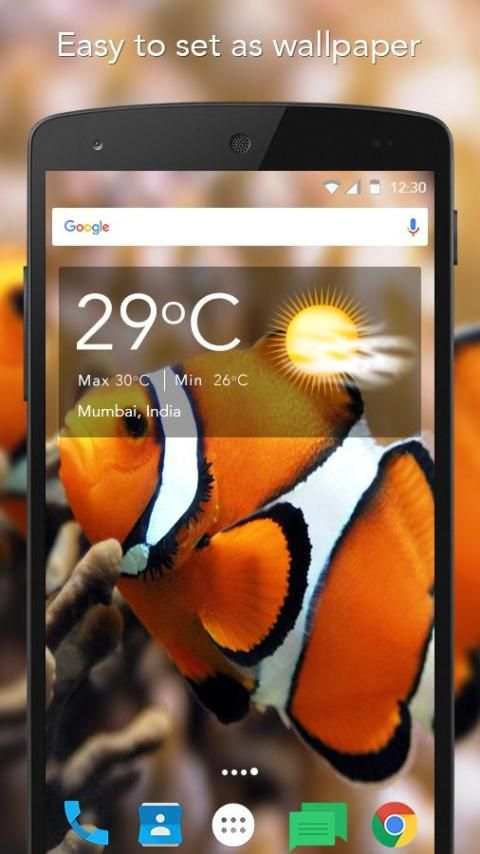 Clown Fish Live Wallpaper screenshot 2