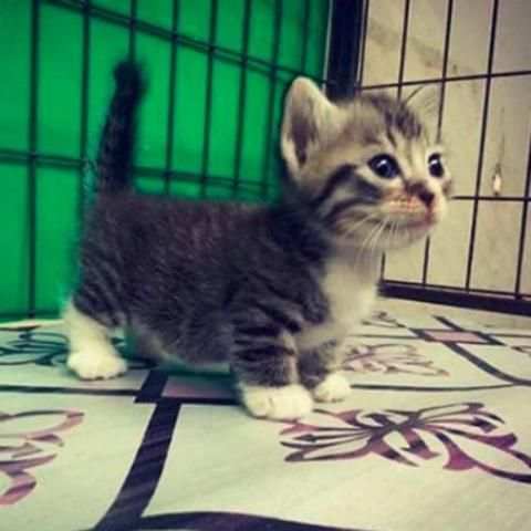 Game Kucing скриншот 6