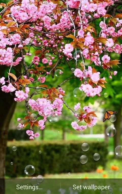 Spring Live Wallpaper स्क्रीनशॉट 5