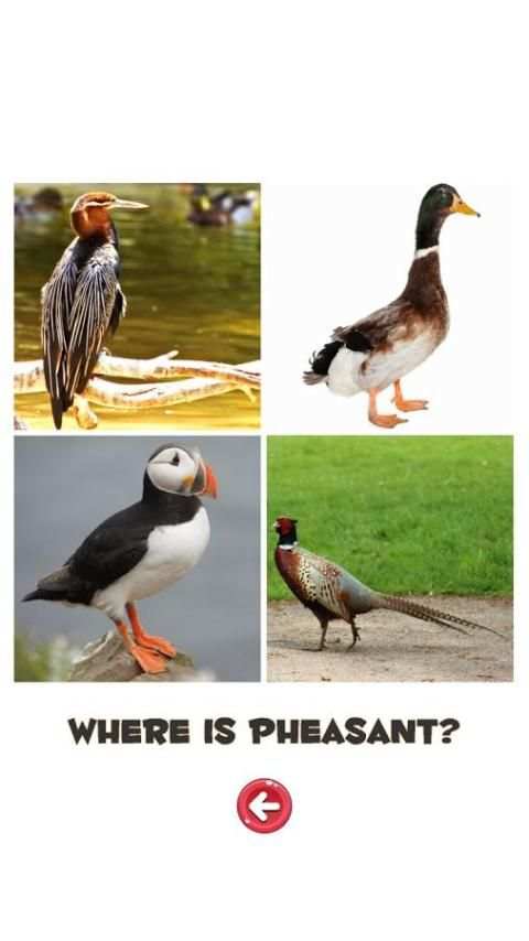 Learn the Birds स्क्रीनशॉट 3
