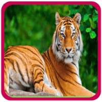 Animal sounds for Kids on 9Apps