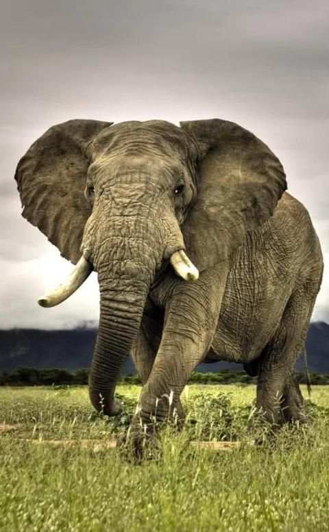 Wild Animals Wallpaper HD скриншот 2