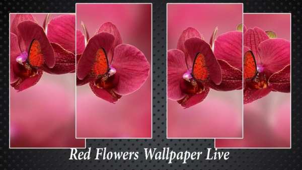 Red Flowers Wallpaper Live screenshot 1