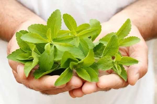 Stevia ☘ 2 تصوير الشاشة