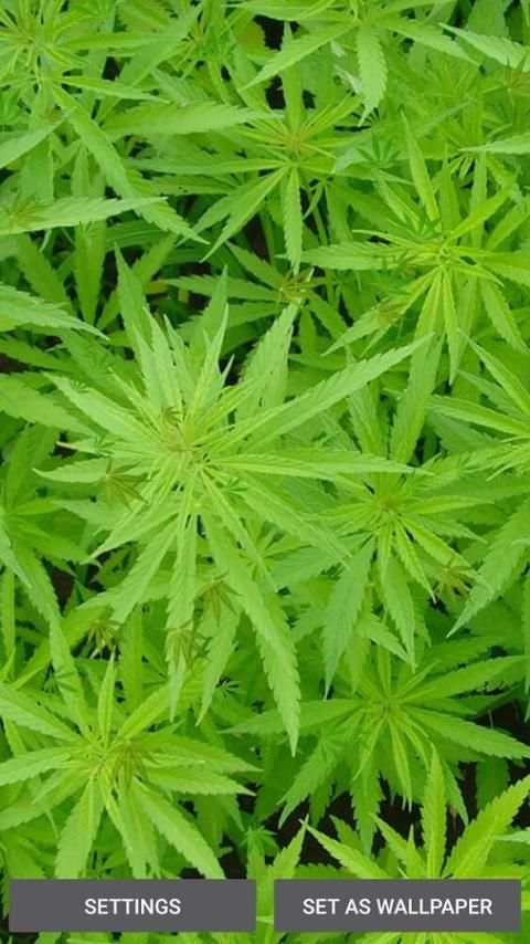 Weed Live Wallpaper screenshot 5