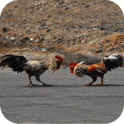 Farm Rooster Simulator icon