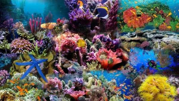Aquarium Live Wallpaper screenshot 4