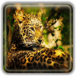Leopard Wallpapers иконка