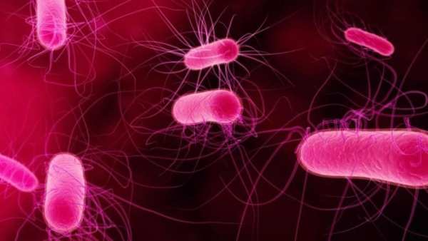 Biology.Bacteria.Wallpaper screenshot 3