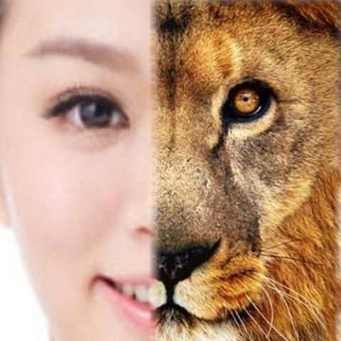 Tiger - Animal Face Maker screenshot 1