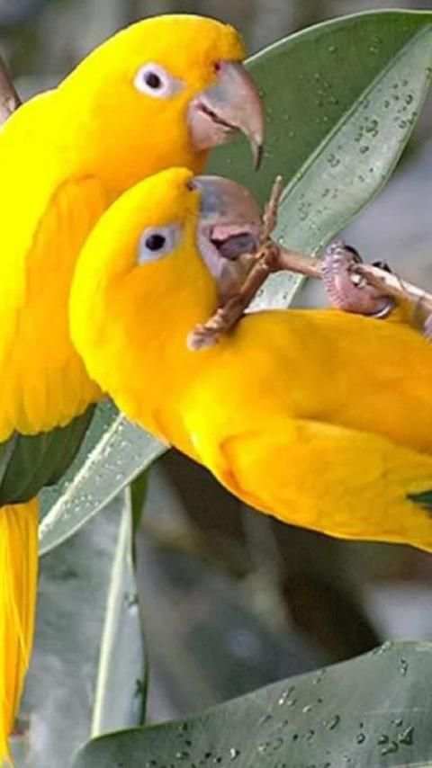 Beautiful Birds Wallpapers3 HD स्क्रीनशॉट 2