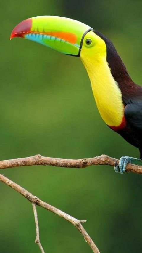 Beautiful Birds Wallpapers3 HD скриншот 15