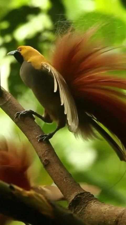 Beautiful Birds Wallpapers3 HD скриншот 7