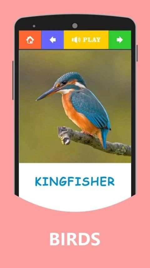 Animals and Birds with Sound screenshot 5