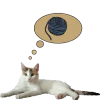 Zenka the cat widget أيقونة