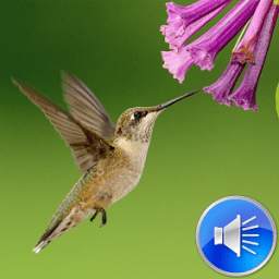 Hummingbird Sounds Ringtones