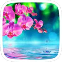 Bloss merah muda on 9Apps