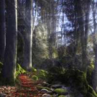 magic nature live wallpaper on 9Apps