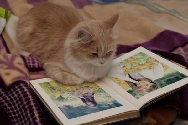 Books Photo Frames 5 تصوير الشاشة
