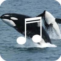 Relaxing Whale Sounds on 9Apps