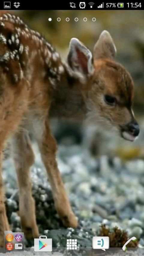 Deer wallpapers screenshot 2