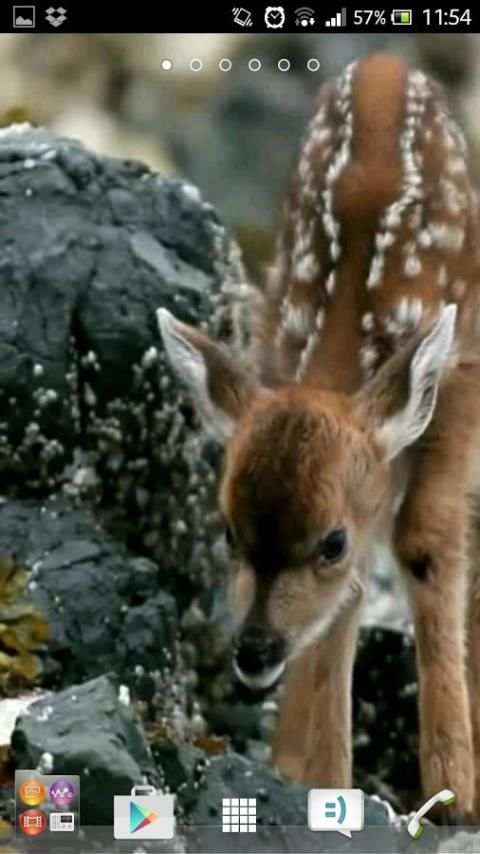 Deer wallpapers screenshot 3