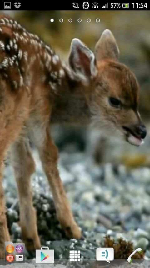 Deer wallpapers screenshot 4