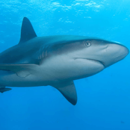 Shark Puzzle иконка