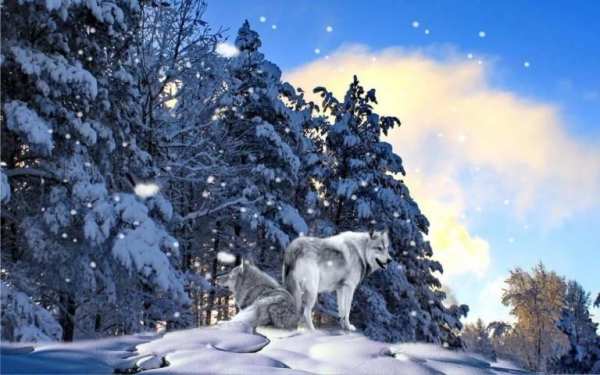 Wolves n Snow 3D LWP स्क्रीनशॉट 2
