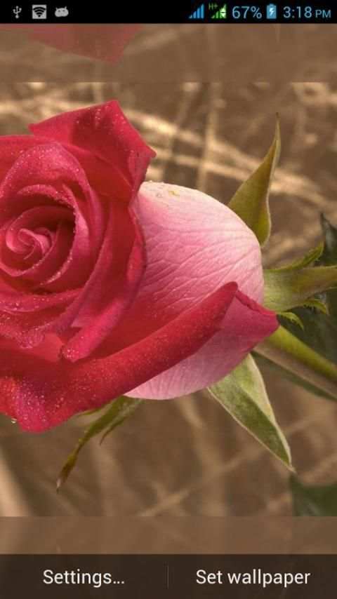 994 Flowers Live Wallpapers screenshot 6