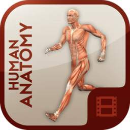 Anatomy Learning - Human Atlas