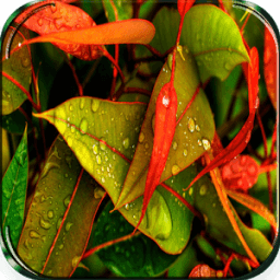 Rain Live Wallpaper आइकन