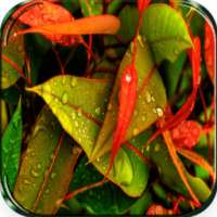 Rain Live Wallpaper on 9Apps