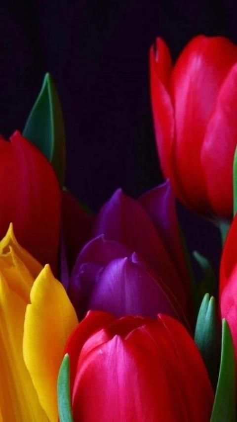 Tulip.Flowers wallpaper screenshot 5