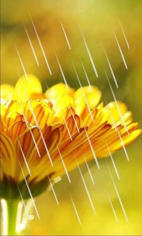 Autumn Flowers HD screenshot 3