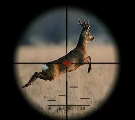 Deer Wild Hunter 2016 2 تصوير الشاشة