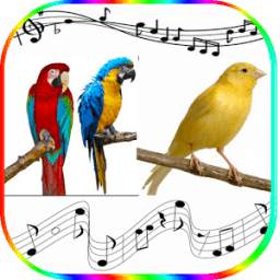 Birds Sounds Ringtones 2.0